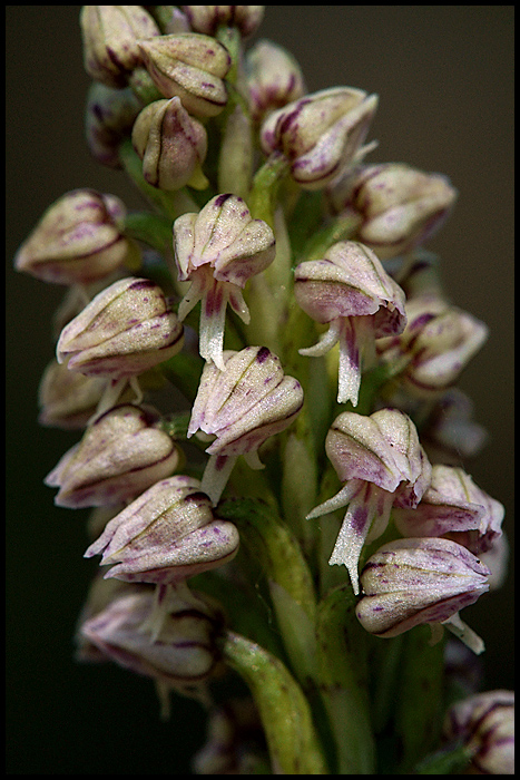 Neotinea maculata